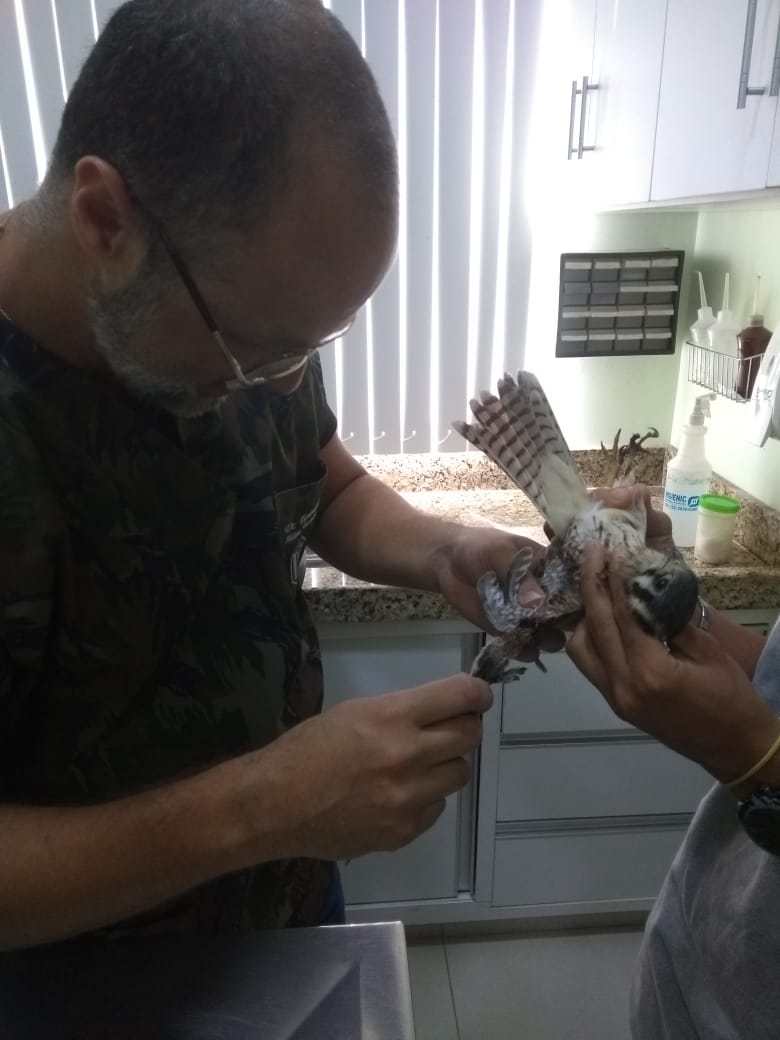 Filhotes de coruja e gavião-mirim e um gambá foram encontrados na Ilha do Japonês e no segundo distrito. Foto: Prefeitura/Divulgação