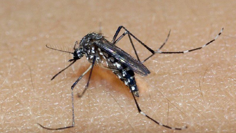 Fatores como chuva, umidade e temperatura influenciam diretamente no processo de proliferação de mosquitos