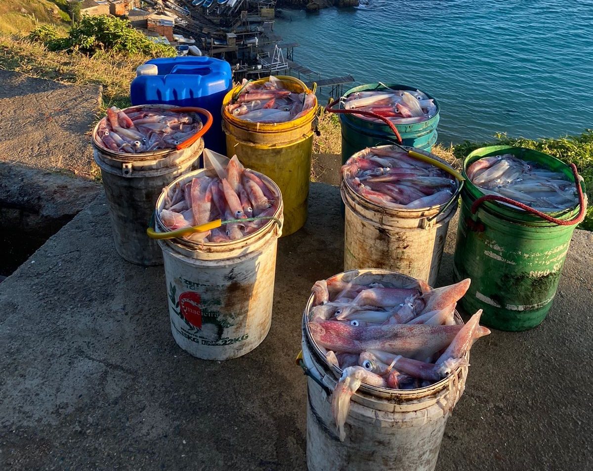 Resultado da pesca de lula em Arraial do Cabo