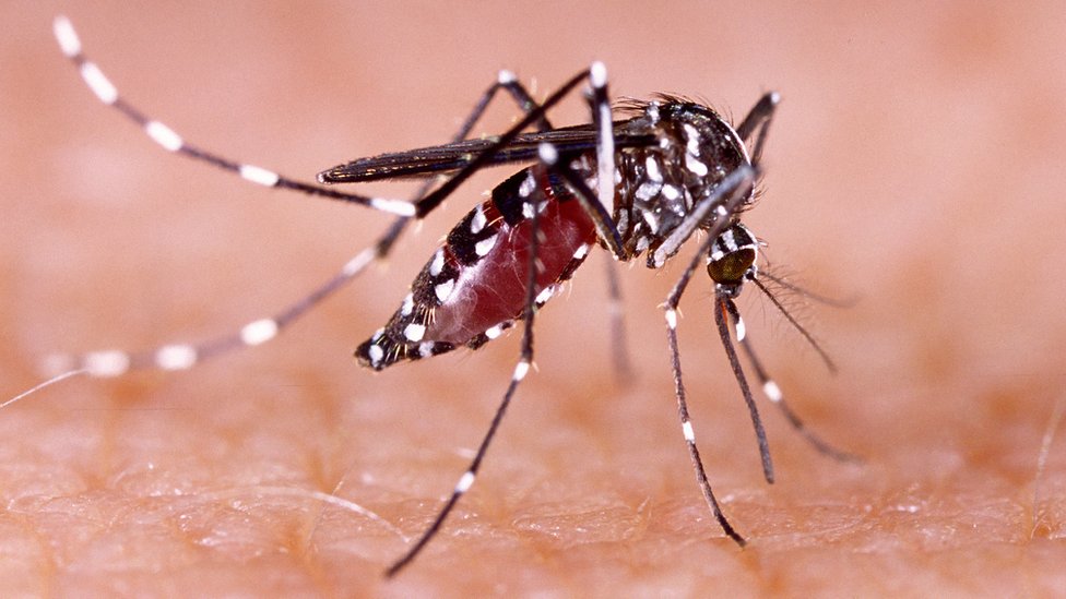 dengue